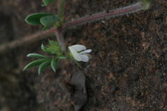 Tephrosia pumila